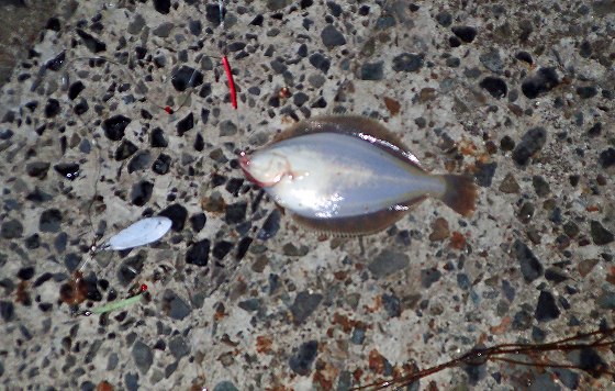 チビクロでした