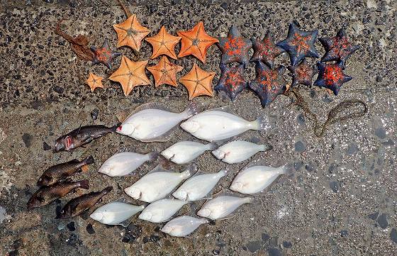 手のひらカレイ12枚とは