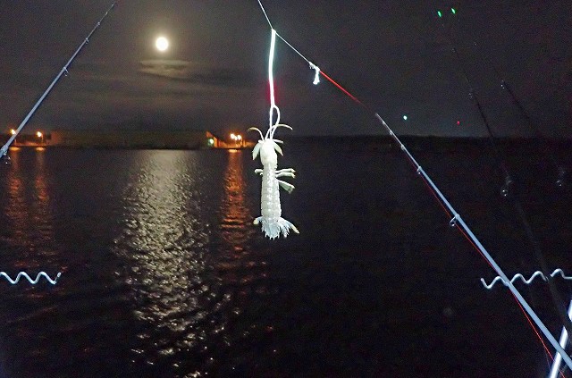 ようやく姿を見せたシャコ