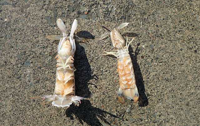 たった二匹とは