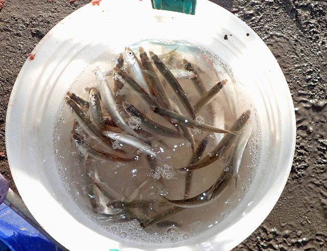 ������Ă����