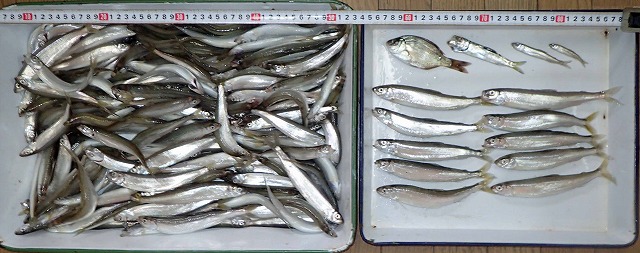 �ǌ^�`�J�@�P�W�O�C