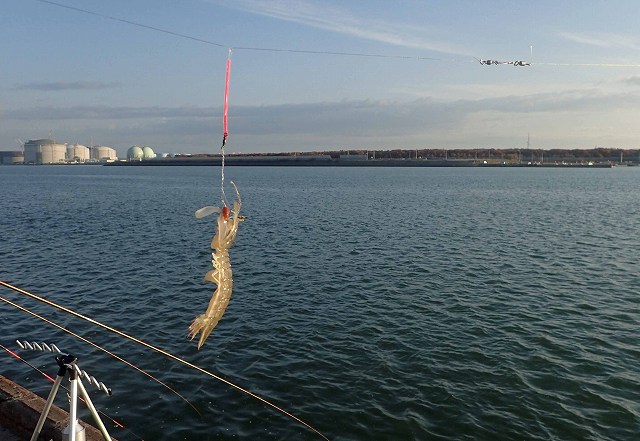 痩せていますね