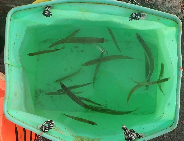 Nさんが釣ったチカ