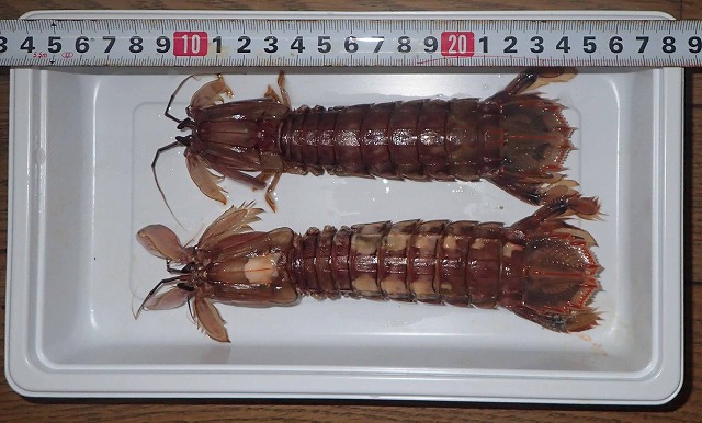 4匹釣って3匹持ち帰り画像は2匹とは